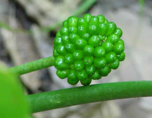Photo of green dragon plant fruit cluster of green berries
