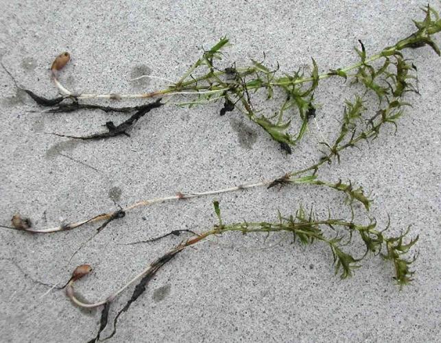 Photo of whole hydrilla plants out of water
