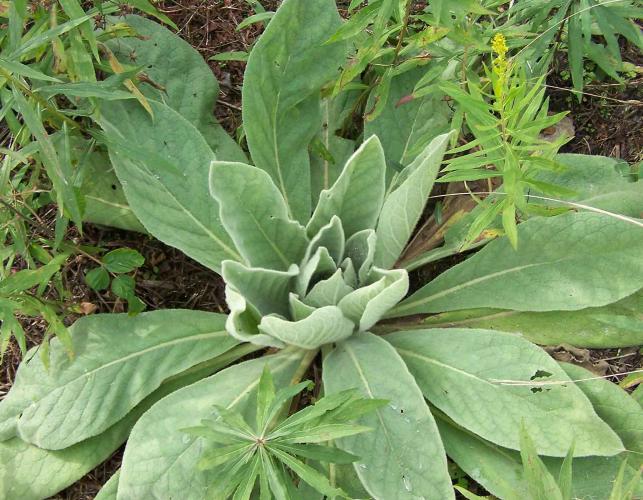 Photo of mullein basal leaves