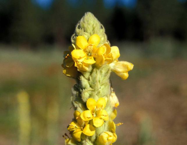 Photo of flowers at top of mullein stalk