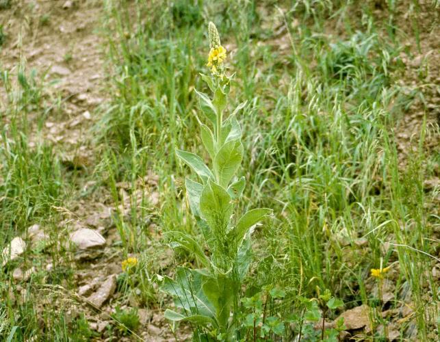 Photo of mullein plant blooming in field
