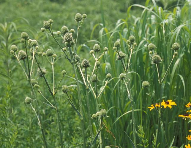 Photo of several rattlesnake master plants in a prairie