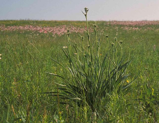 Photo of rattlesnake master plants on a prairie