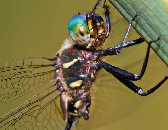 Photo of a Hine's emerald dragonfly, closeup.