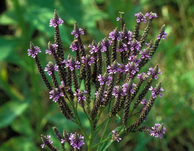 Photo of blue vervain blooming flower spikes.