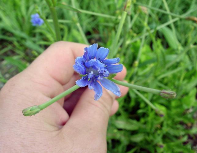 Photo of a chicory flower head and buds, grasped in a hand.
