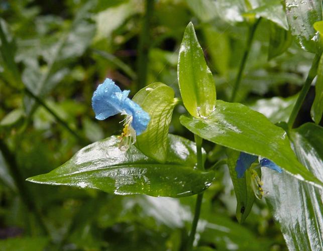 Photo of common dayflower showing flowers and wet foliage.