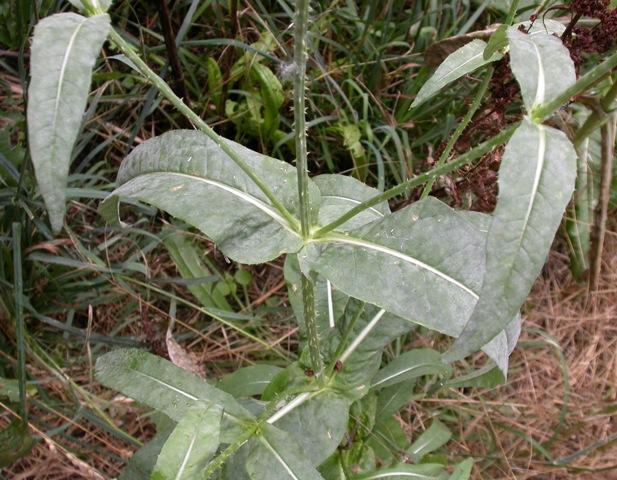 Photo of common teasel showing opposite, unlobed leaves.