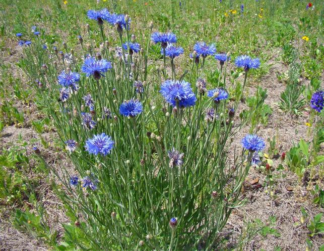 Photo of a cluster of blooming cornflower plants.