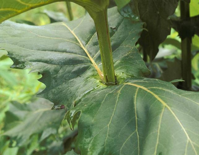 Photo of cup plant showing large, opposite, perfoliate leaves.