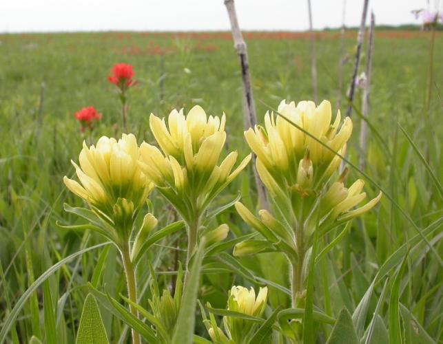 Photo of Indian paintbrush plants with yellow bracts.