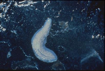 platyhelminthes turbellaria planaria)