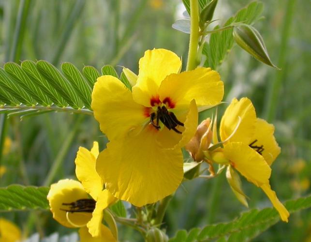 Photo of showy partridge pea showing flowers, buds, and leaves.