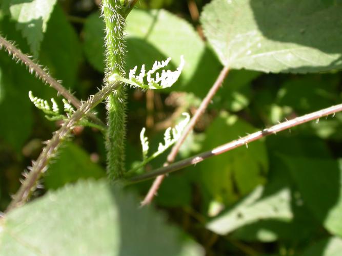 Photo of wood nettle flower clusters in leaf axils near stem.