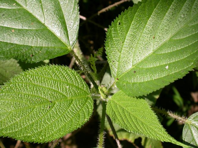 Photo of wood nettle leaves at top of plant.
