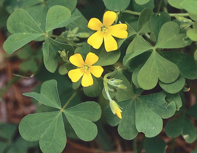 Photo of yellow wood sorrel plant showing flowers and leaves.