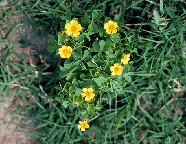 Photo of yellow wood sorrel plant growing in a lawn.