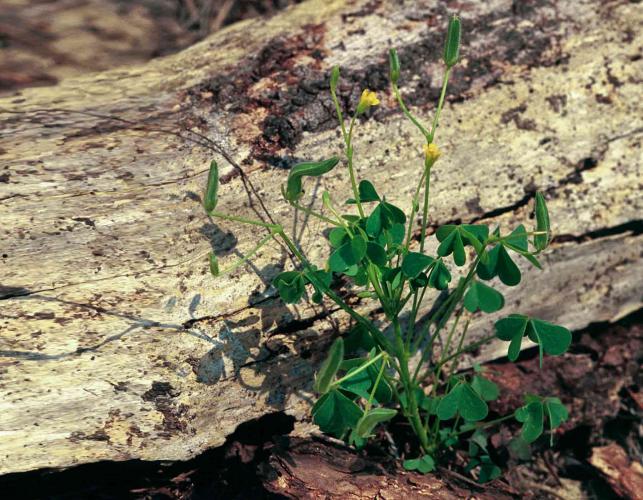 Photo of yellow wood sorrel plant with a piece of wood in the background.