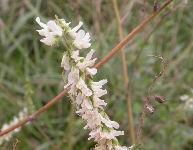 Image of Stem of white sweet clover with flowers