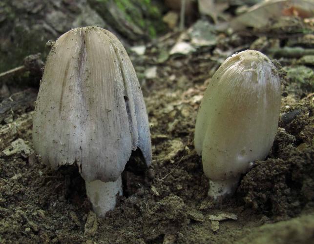 Photo of two alcohol inky mushrooms emerging from the ground.