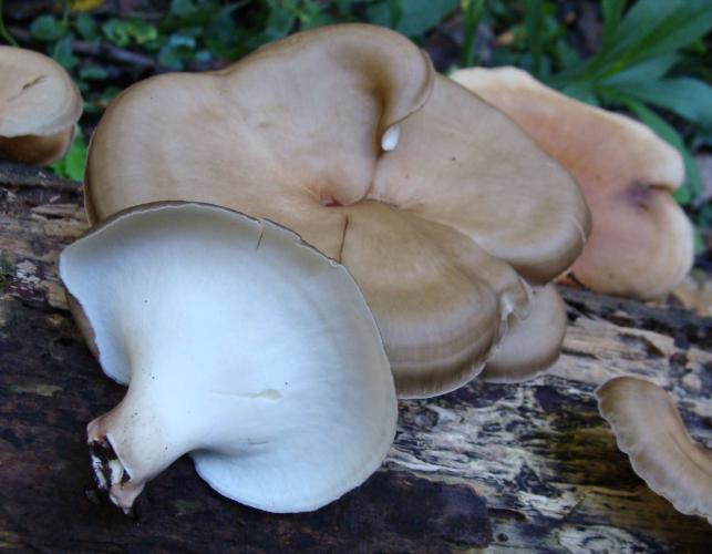 Photo of black-footed polypore mushrooms, young specimens, with pore surface.