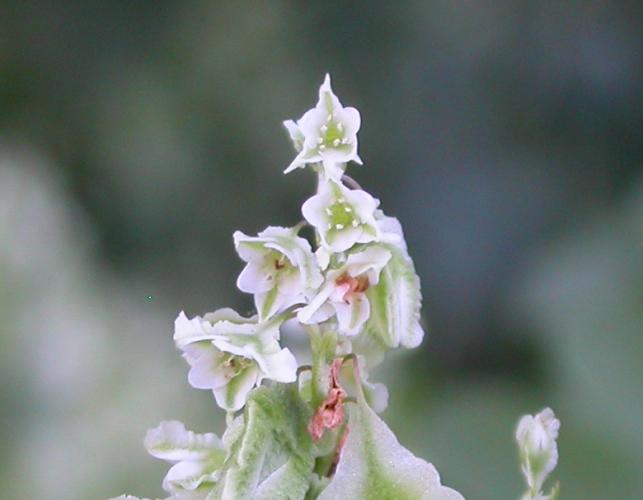 Photo of climbing false buckwheat closeup showing tiny flowers.