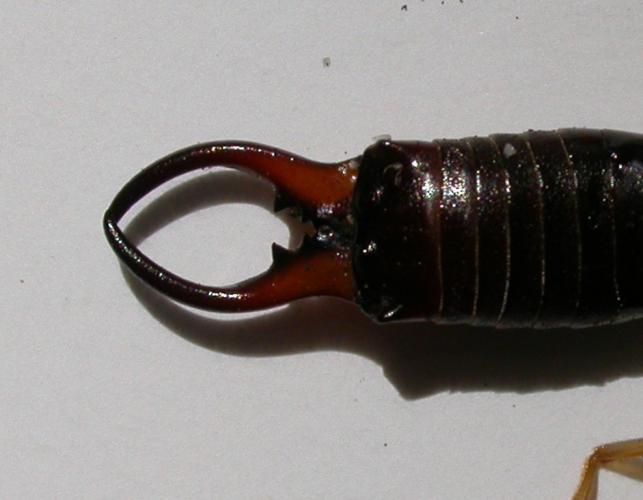 Closeup photo of the cerci, or pincers, of a male European earwig.