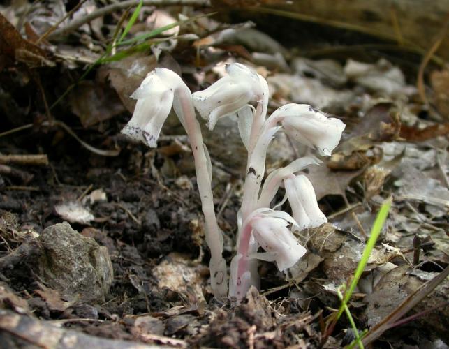 Photo of several Indian pipe plants with flowers, rising out of leaf litter.