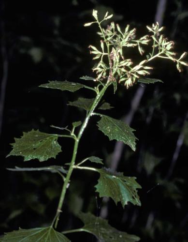 Photo of pale Indian plantain spent flowers and upper stem leaves.