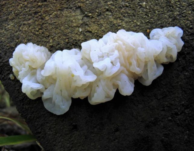 Photo of pale jelly roll fungus, showing small specimen.