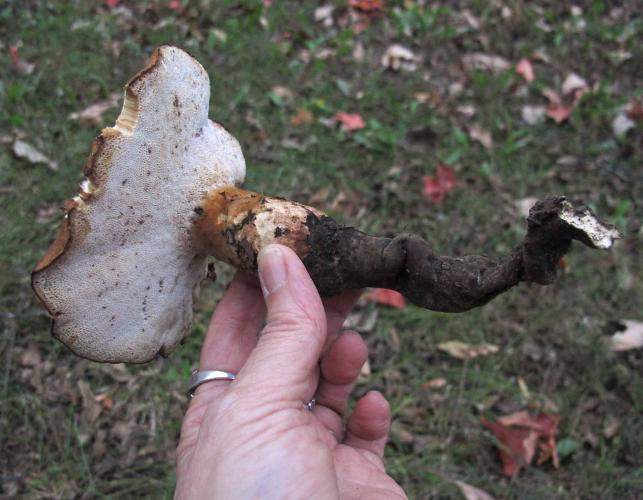 Photo of rooting polypore mushroom, held in a hand, showing pores.