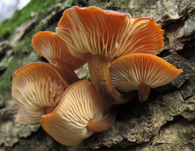 Photo of a velvet foot mushroom cluster, shown from below.