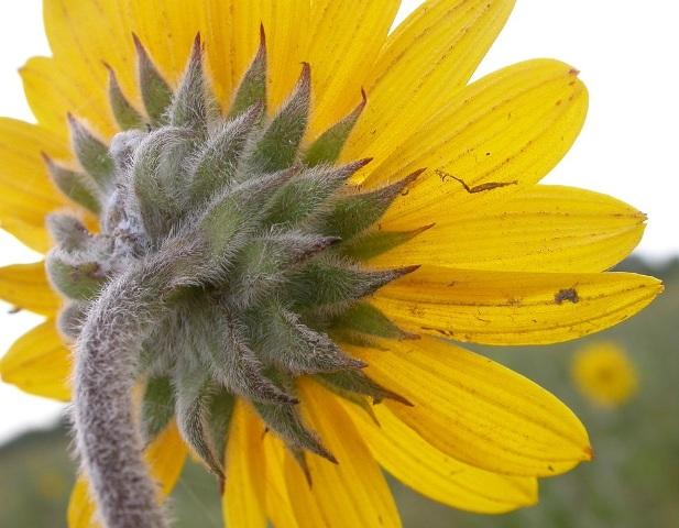 Photo of the base of an ashy sunflower flowerhead, showing involucral bracts.