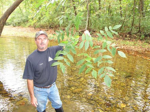 Forestry staff shows leaves of butternut tree