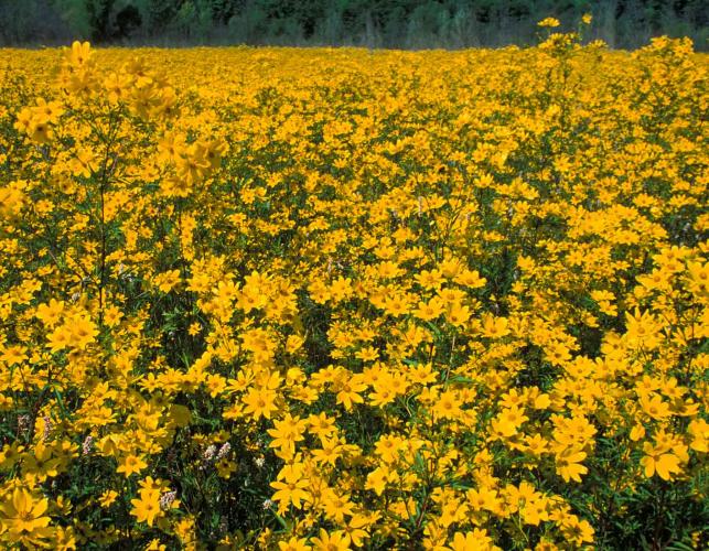 Photo of thousands of blooming tickseed sunflower plants in a field.