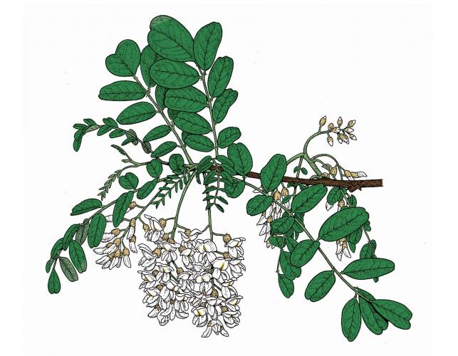 Illustration of black locust leaves and flowers.