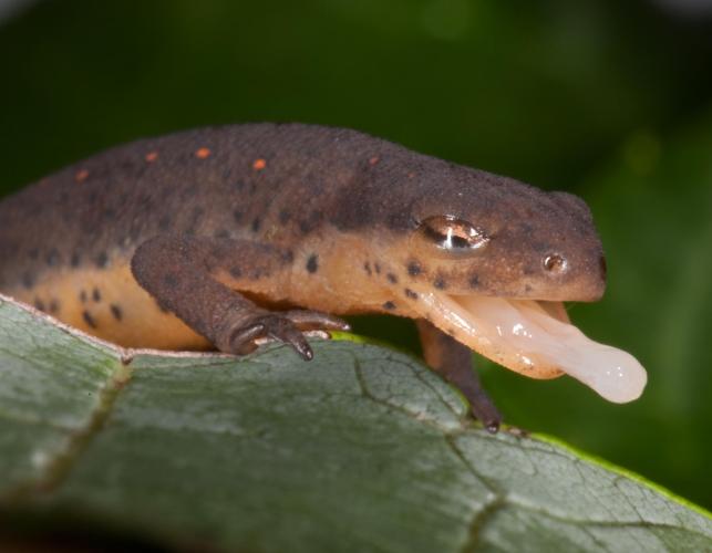 Photo of a central newt eft sticking out its tongue.