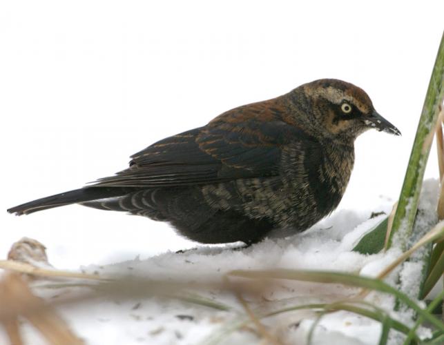 Photo of male rusty blackbird in snow.
