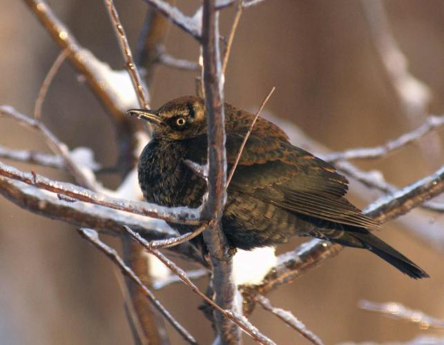 Photo of male rusty blackbird hunkered down amid small snowy tree branches.