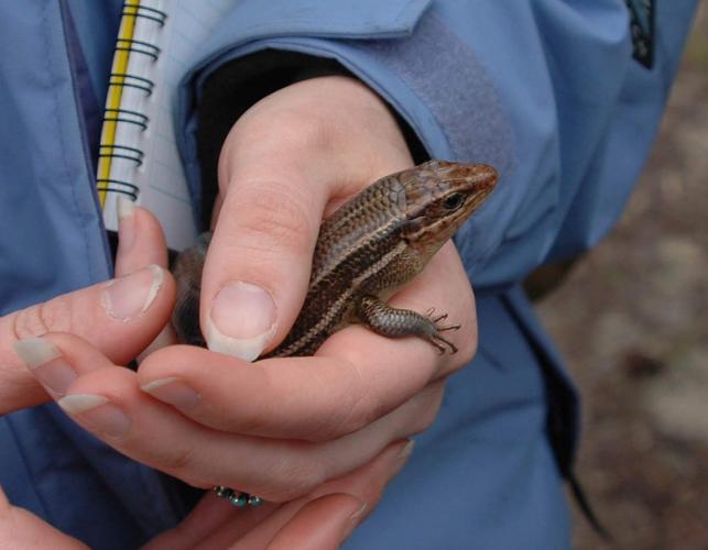 Female broad-headed skink held in a person's hands