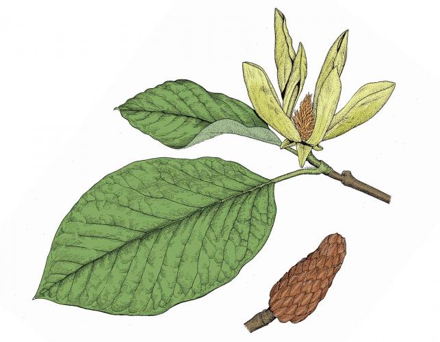 Illustration of cucumber magnolia leaves, flower, fruits.