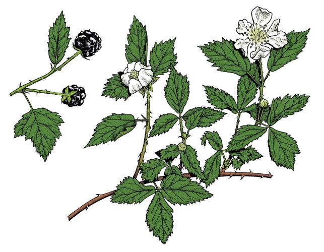 Illustration of dewberry leaves, flowers, fruits.