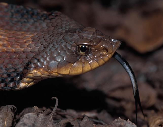 Photo of an eastern hog-nosed snake, closeup showing head.