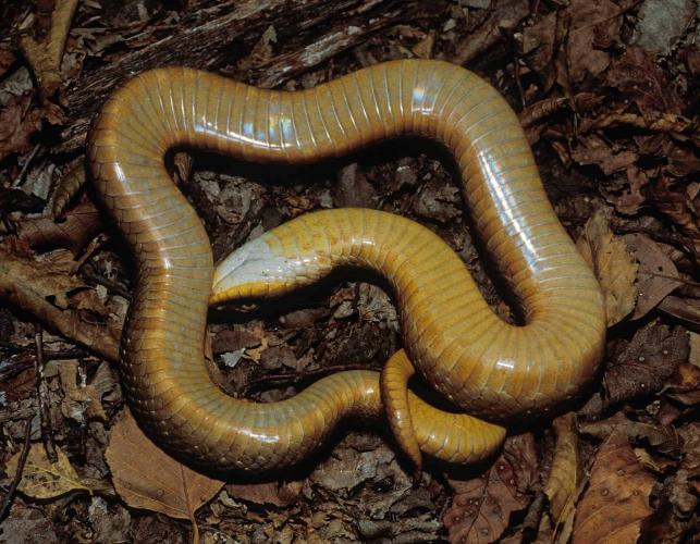 Photo of an eastern hog-nosed snake on back in defensive pose.