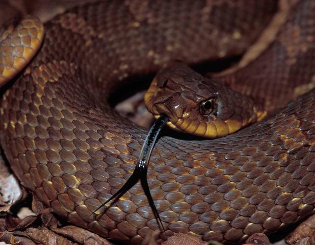Photo of a coiled eastern hog-nosed snake showing tongue.