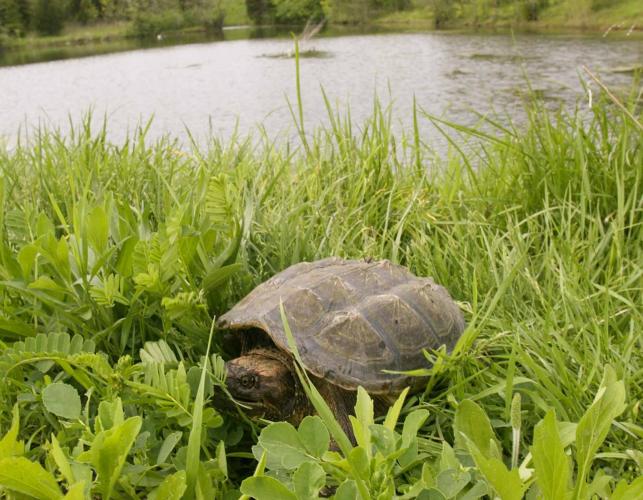 Photo of an eastern snapping turtle walking among plants near a pond.