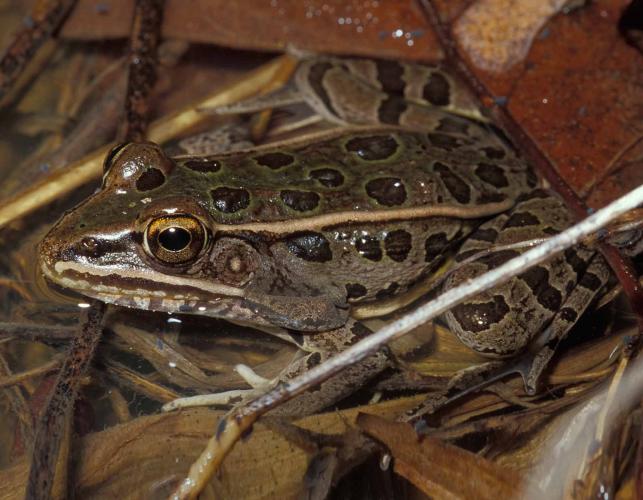 Photo of a southern leopard frog at water's edge.