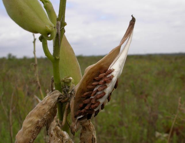Photo of prairie milkweed, or tall green milkweed, fruits.