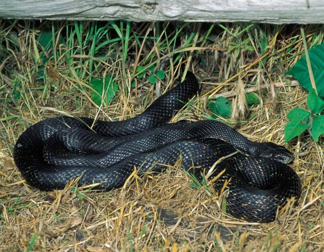 Photo of a western ratsnake curled up in grasses under a fence.