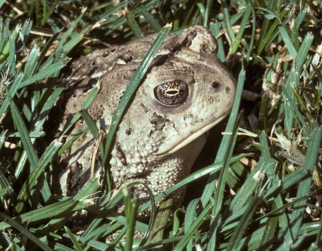 Photo of a Rocky Mountain toad in grass, showing head.